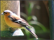 27th May 2013 - Chaffinch on the feeder