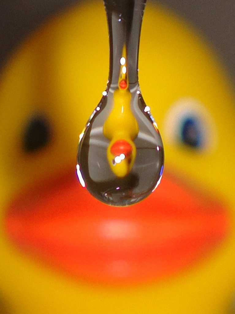 Duck in a drop by petaqui