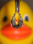 27th May 2013 - Duck in a drop
