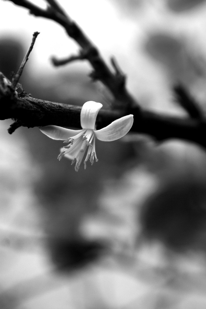 (Day 101) - Black & White Blossom by cjphoto