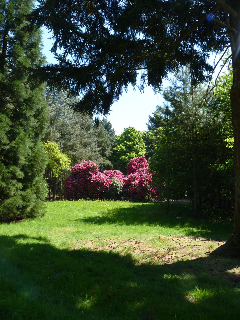 Rhododendrons in Rougham by lellie