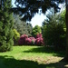 Rhododendrons in Rougham by lellie