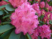27th May 2013 - Rhododendron