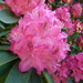 Rhododendron by lellie