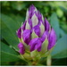 Rhododendron bud by judithdeacon