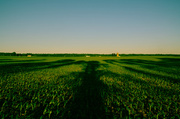 26th May 2013 - Fields Of Green