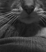 27th May 2013 - Cat nose