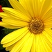 gerbera daisy by summerfield