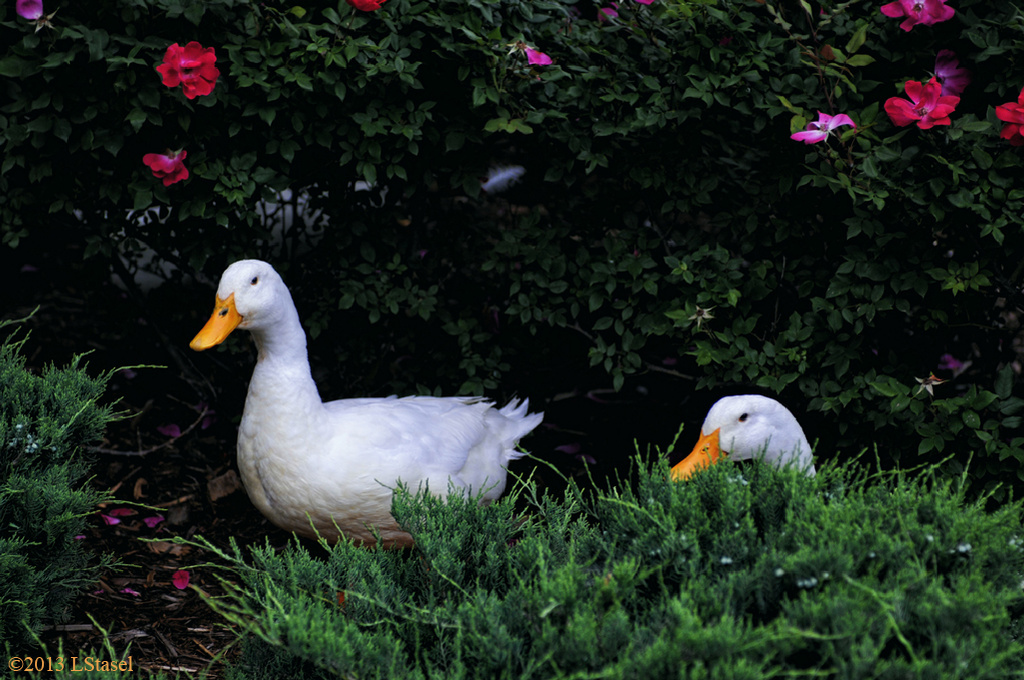 Aflac Duck by lstasel