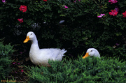 23rd May 2013 - Aflac Duck