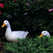 Aflac Duck by lstasel
