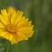 Coreopsis ? by lstasel