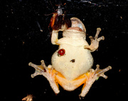 27th May 2013 - A frog eating a bug while wearing a ladybug