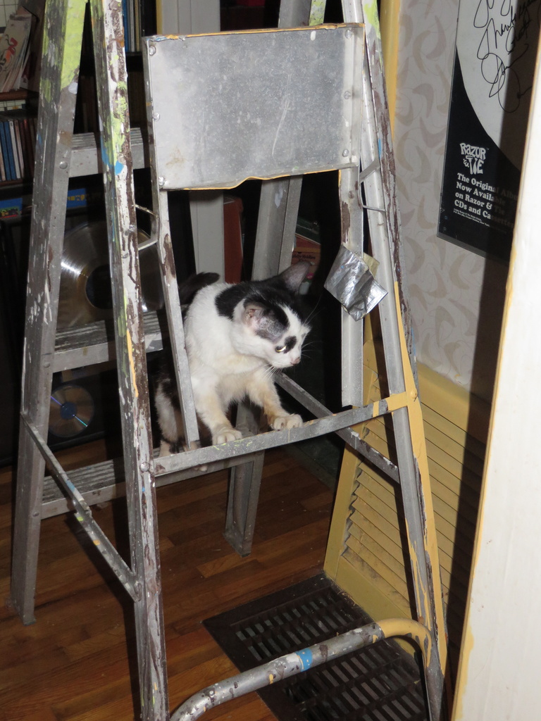 Ladder Cat by lisasutton