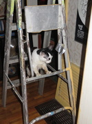 27th May 2013 - Ladder Cat