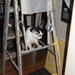 Ladder Cat by lisasutton