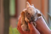 27th May 2013 - Baby Bunny