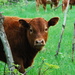 Angus calf by farmreporter