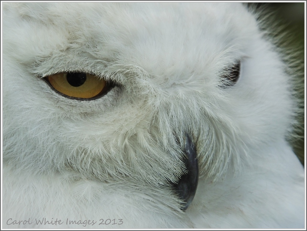 Snowy Owl by carolmw