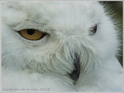 28th May 2013 - Snowy Owl