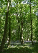 26th May 2013 - In the woods