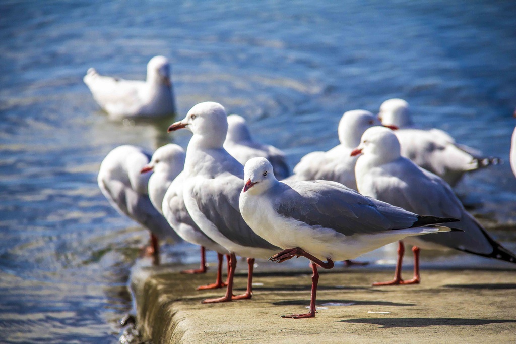 Seagulls by corymbia