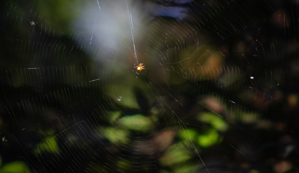 Spider by darylo