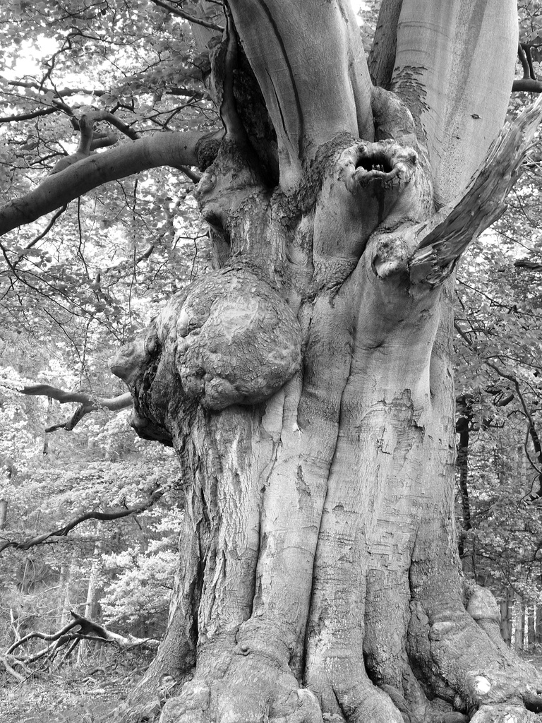 Ogre tree by sabresun