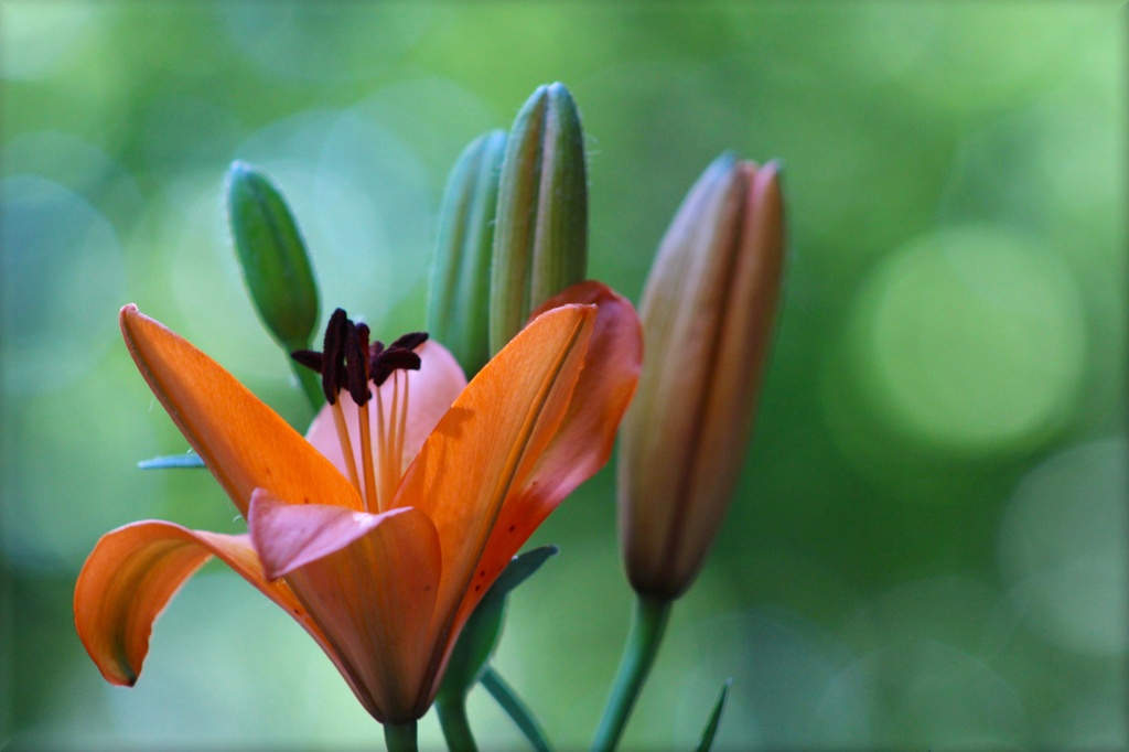 Asiatic Lily by paintdipper