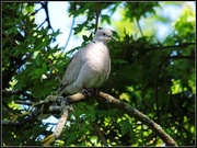 28th May 2013 - Collared dove