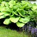 Hosta plant by bruni