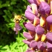 Something, which looks like a bee... by gabis
