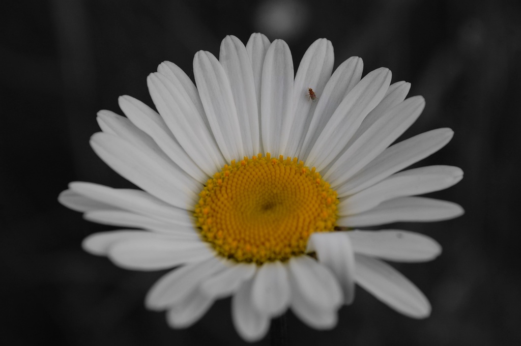 Daisy and a litlle fly by pavlina