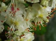 28th May 2013 - Horse chestnut blossom - 28-5 