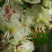 Horse chestnut blossom - 28-5  by barrowlane