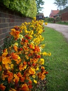 28th May 2013 - Wallflowers