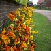 Wallflowers by lellie