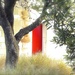 Red Door by maggiemae