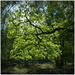 Sunlit oak. by judithdeacon