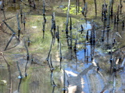 14th Aug 2012 - Swamp reflection