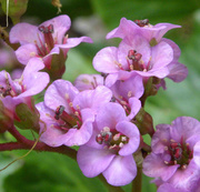 13th May 2013 - Bergenia