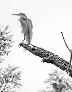 26th May 2013 - White Heron