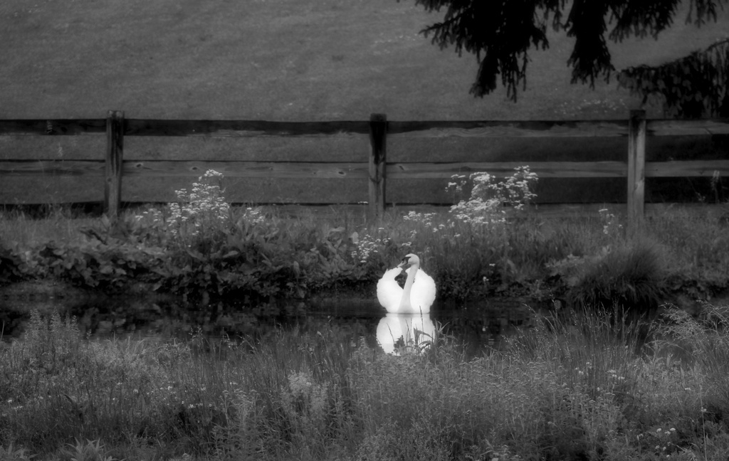 Swan Lake by digitalrn