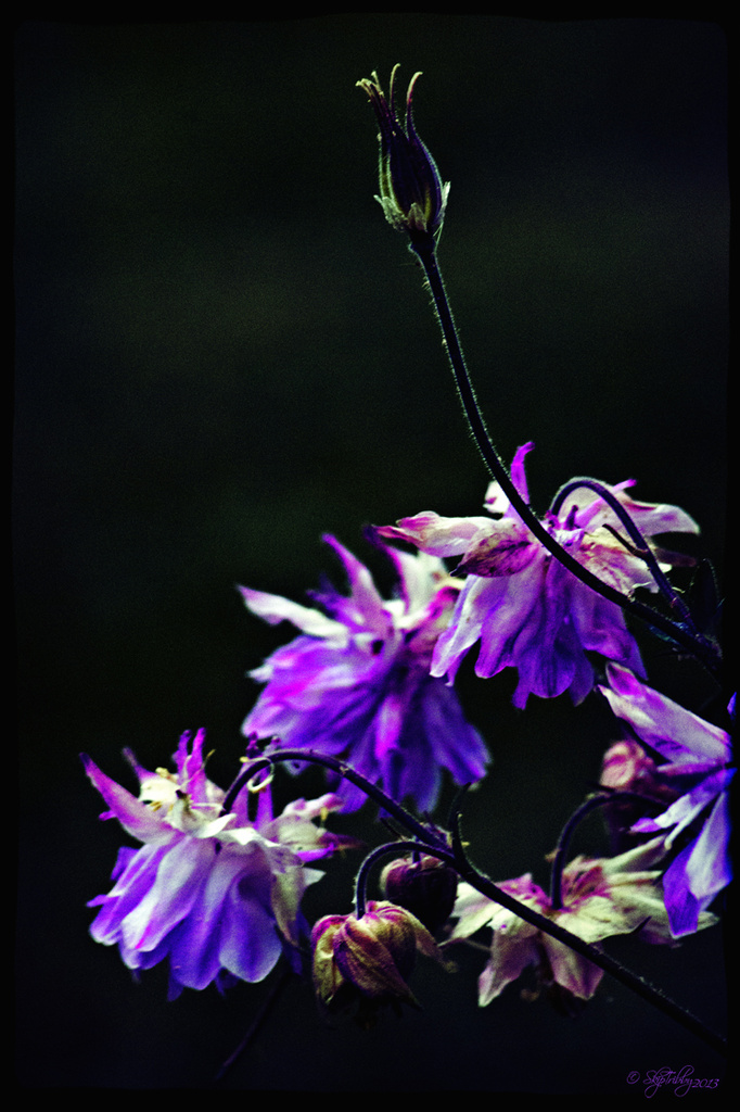 Columbines by skipt07