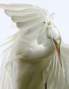 27th May 2013 - Egret
