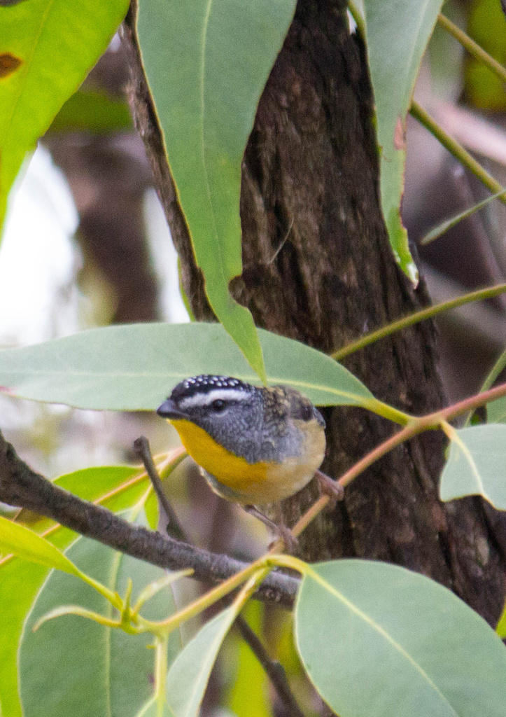 Spotted Pardalote by goosemanning