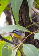 29th May 2013 - Spotted Pardalote