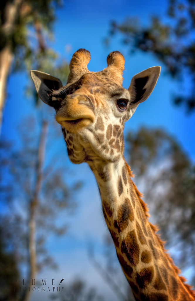 What's worse than a giraffe with a sore throat? by orangecrush