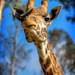 What's worse than a giraffe with a sore throat? by orangecrush