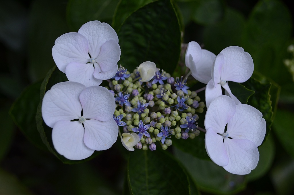 Lace cap hydrangea by congaree